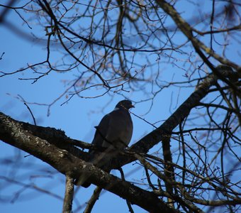 Дикий голубь вяхерь