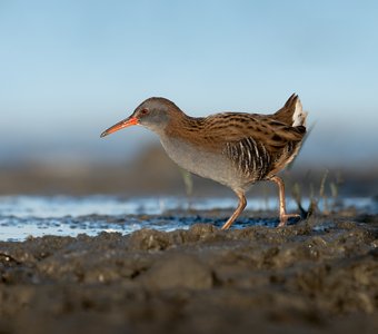 Осторожные шаги