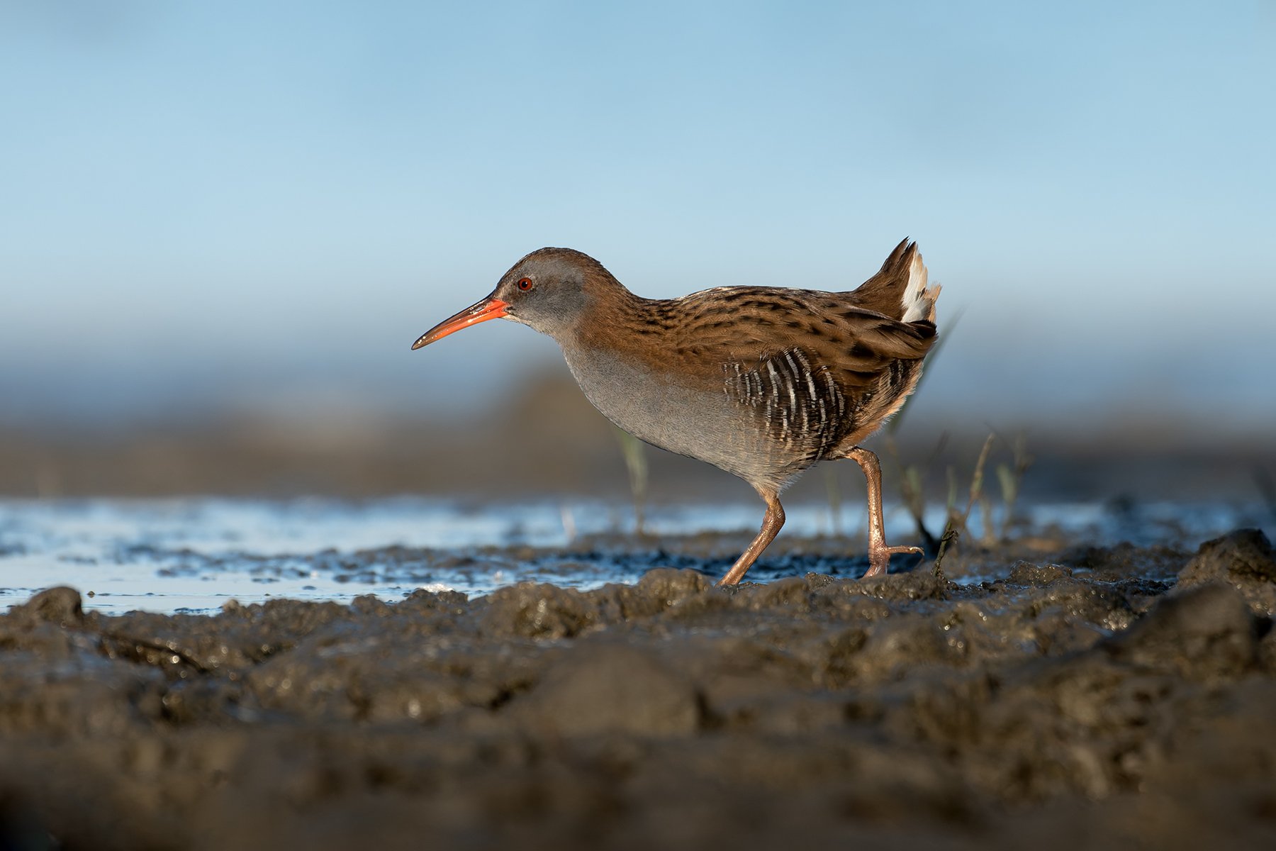 Осторожные шаги