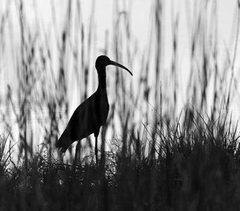 Эффектный профиль