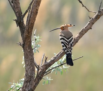 Полуденный отдых