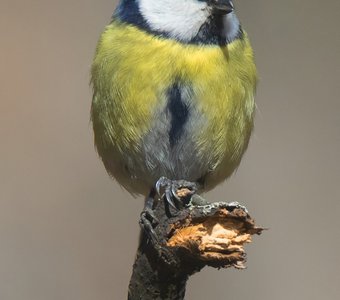 Лазоревка на посту