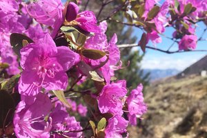 Алтай приглашает любоваться цветущим маральником на фестивале