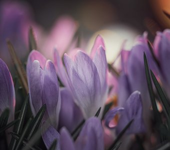 Тихий шепот весны!