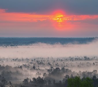 Рассвет на болоте