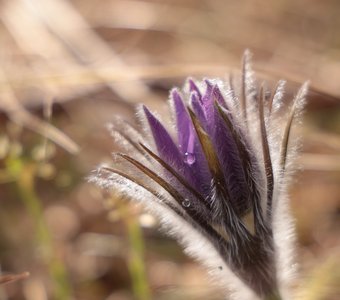 Сон-трава (прострел)