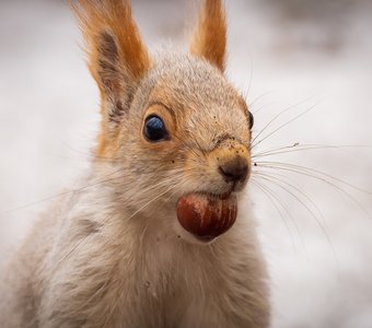 Портрет белки