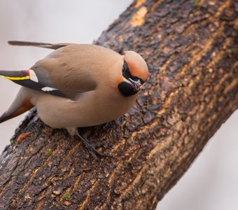 Свиристель