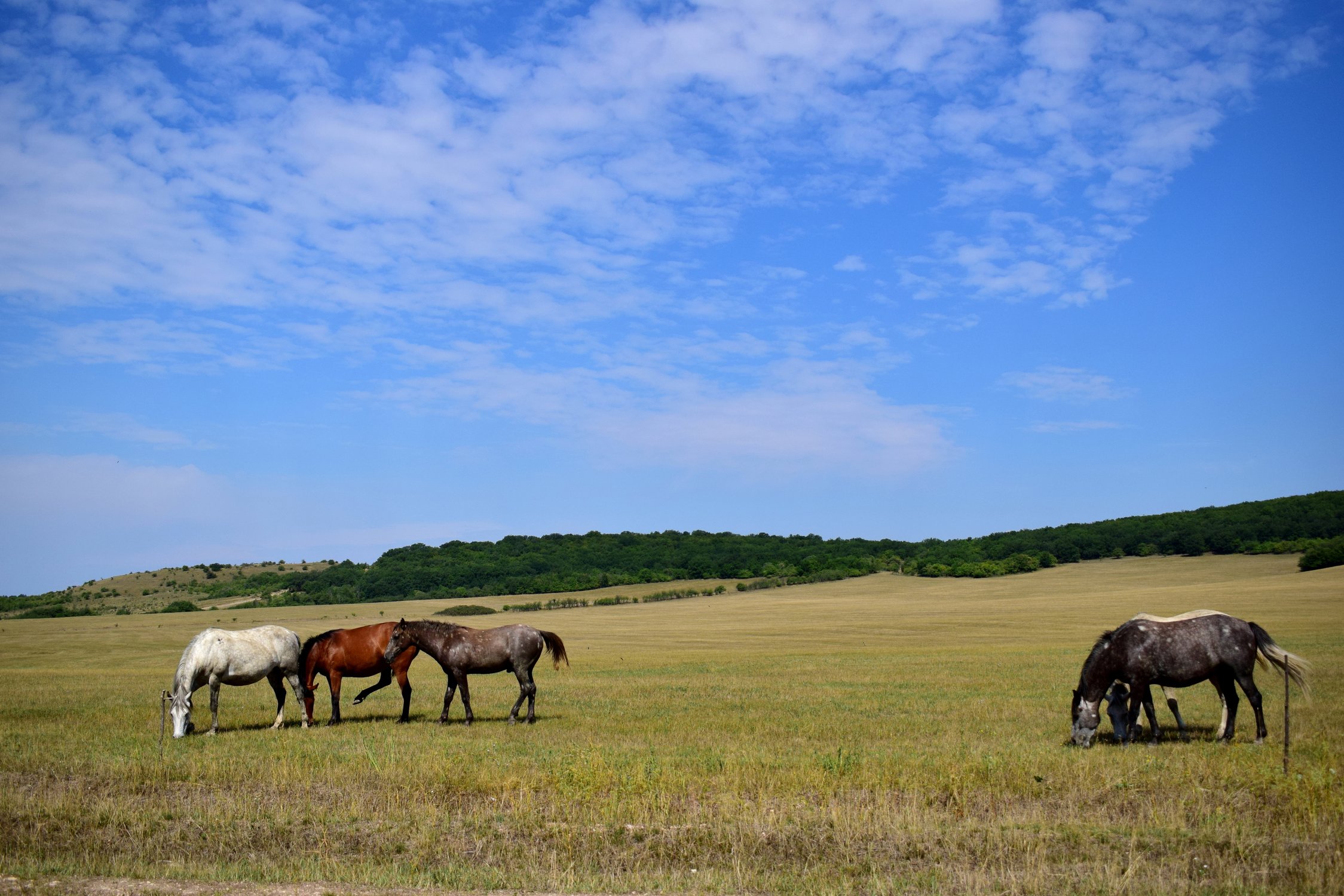 Просторы России