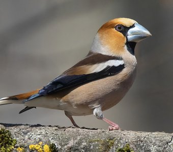 Променад Дубоноса