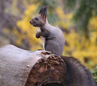 На пеньке 🐿