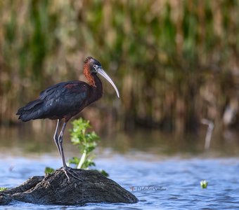 Они вернулись.
