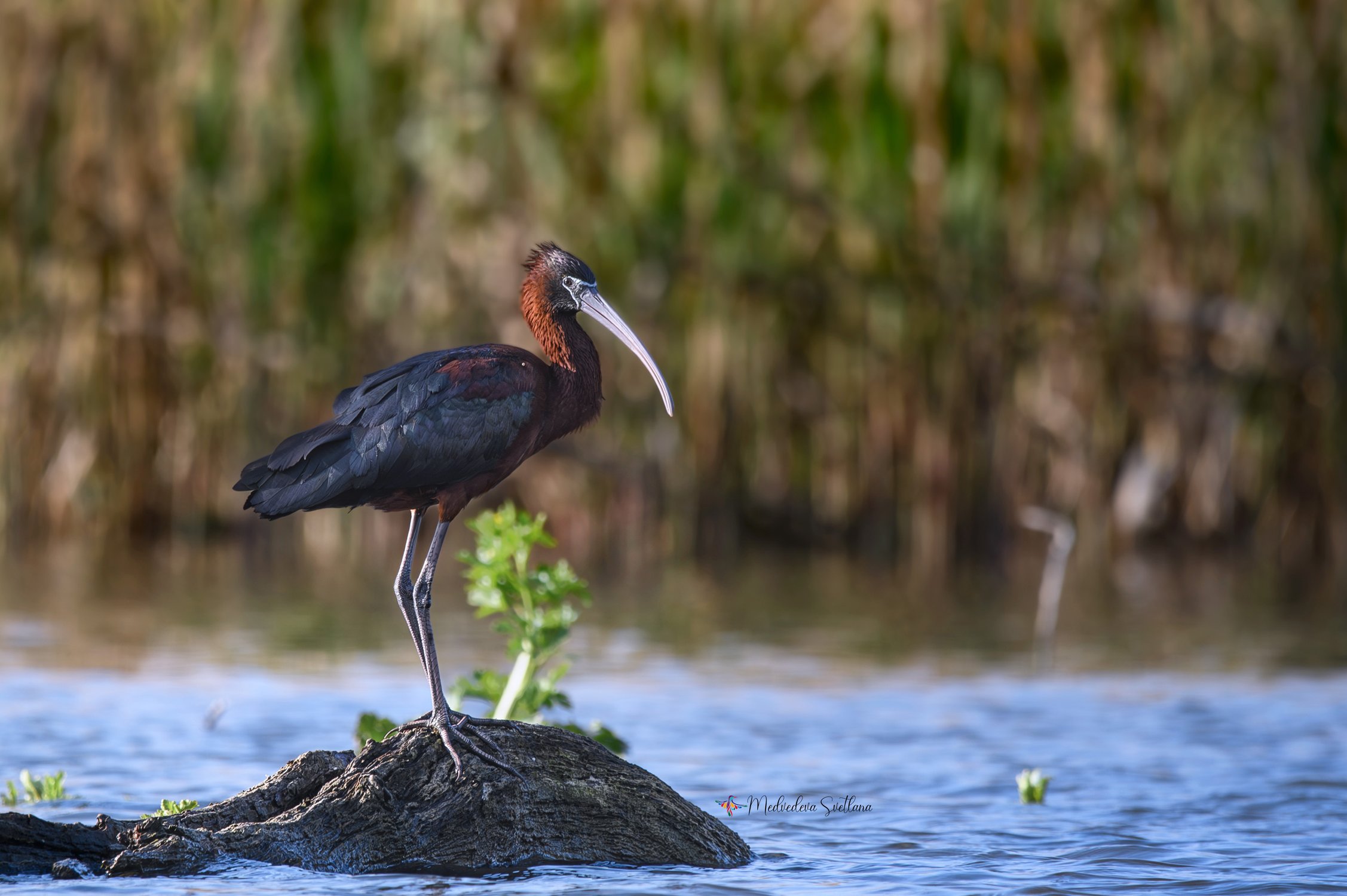 Они вернулись