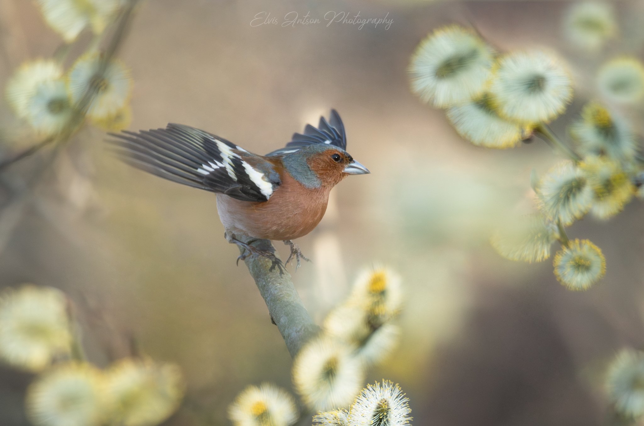 Весенний калейдоскоп