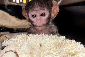 В Мексике плюшевая игрушка заменила мартышке маму