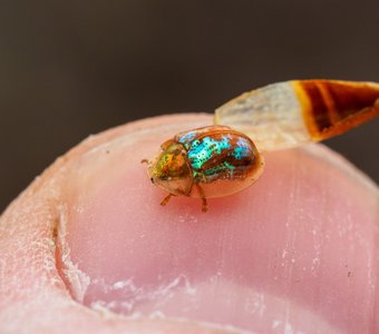 Щитоноска на ногте