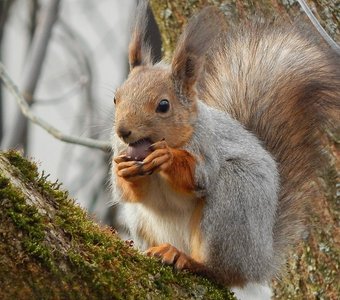Фото с орешком