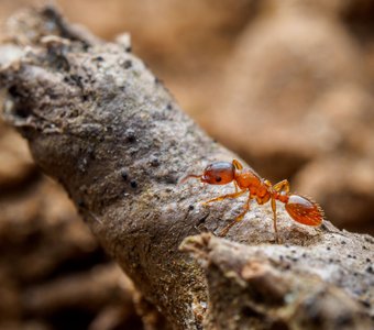 Муравей из рода Leptothorax