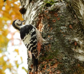 Белоспинный дятел
