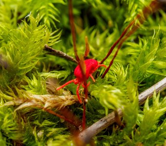 Клещ краснотелка среди мха