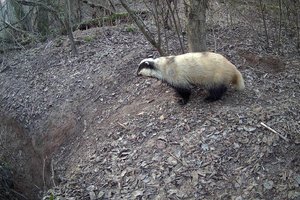 Барсуки устроили уборку в норах: снимки с фотоловушки