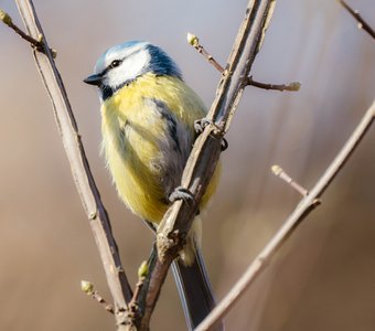 Солнечная лазоревка