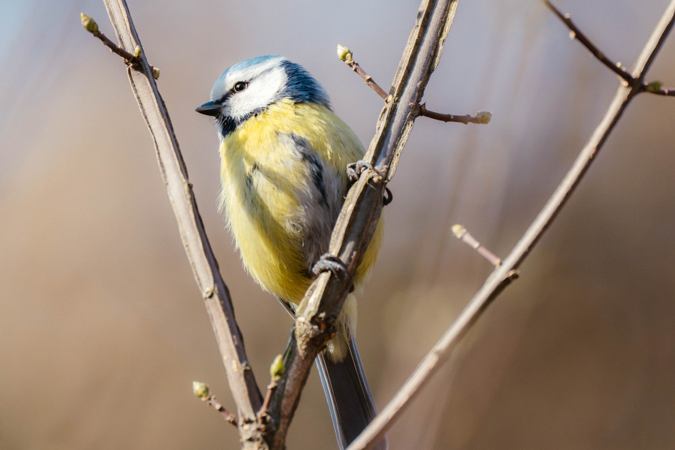 Солнечная лазоревка