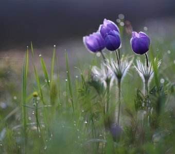 На рассвете...