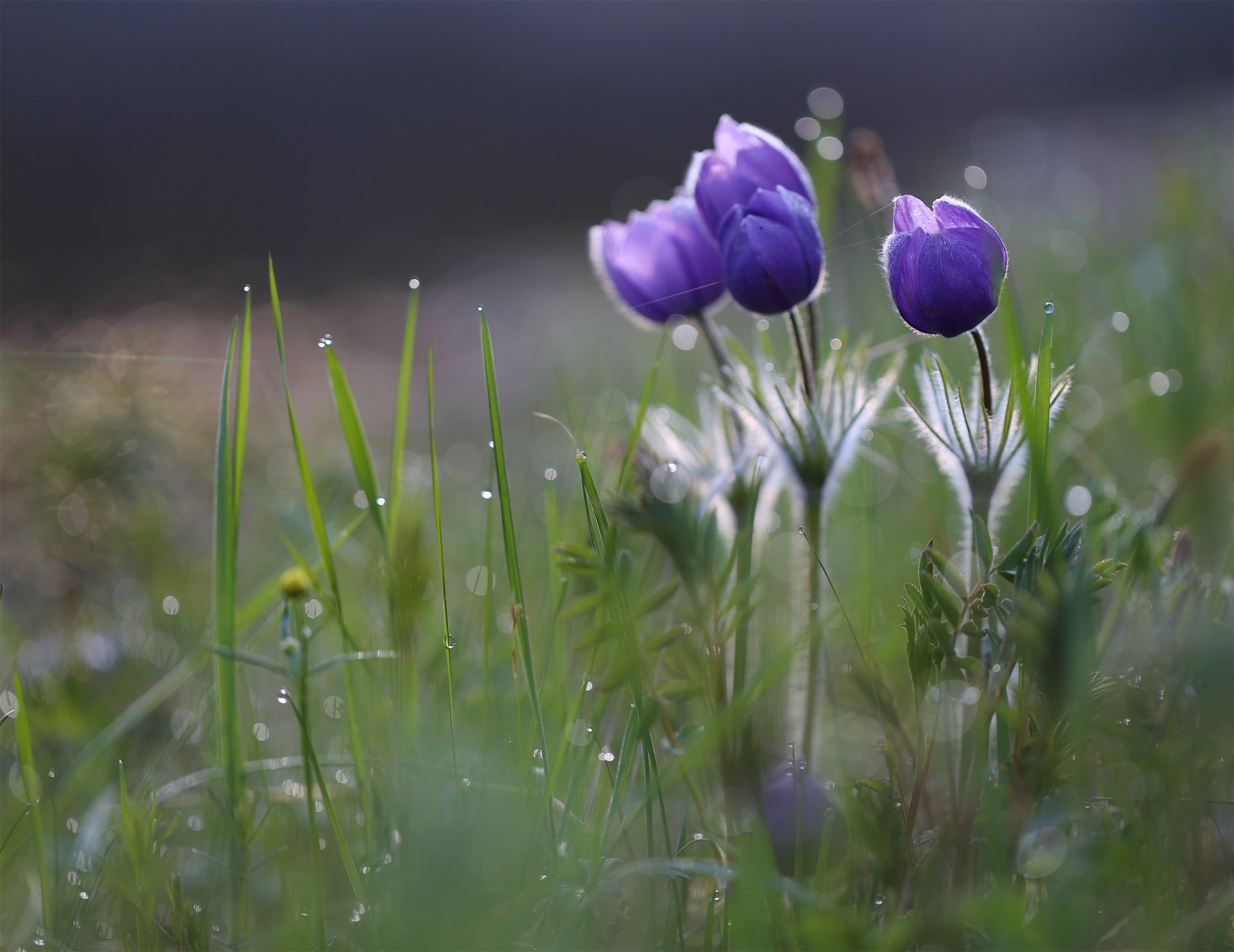 На рассвете