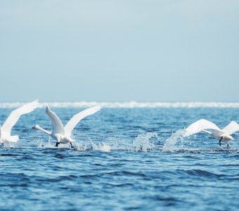 На старт, внимание, побежали!