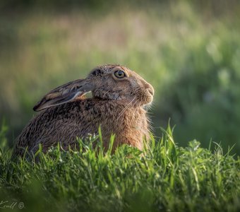 Вечерний зай