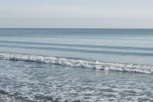 Ученые проверяют, как Черное море восстанавливается после разлива мазута