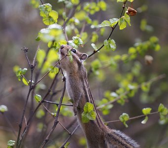 Первые листочки!