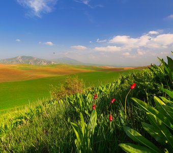 Музыка весны