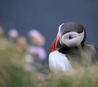 Исландский тупик (серия)