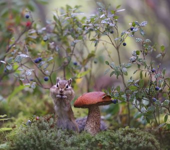 Богатенький Бурундучино
