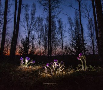 Сон-Трава в бесСОННУЮ ночь
