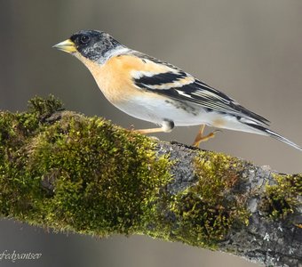 Крадущийся Юрок