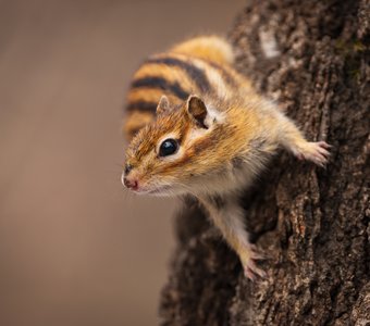 Сибирский бурундук