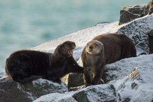 Российские ученые отправились в экспедицию по учету морских выдр