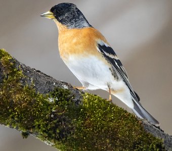 Портрет Юрка