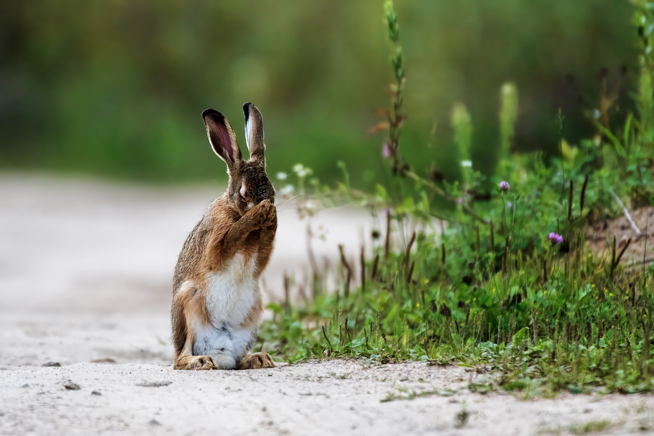 Заячья молитва