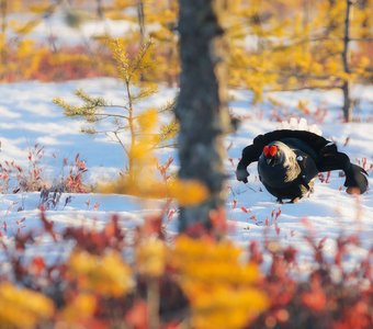 Цвета весны на севере
