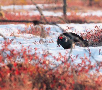 Цвета весны на севере