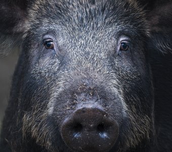 Кабан (Sus scrofa)