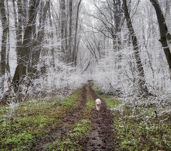 Снег в апреле