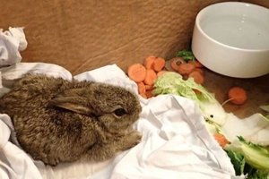 На буровой установке в Северном море нашли крольчат-безбилетников