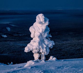 Белые ходоки