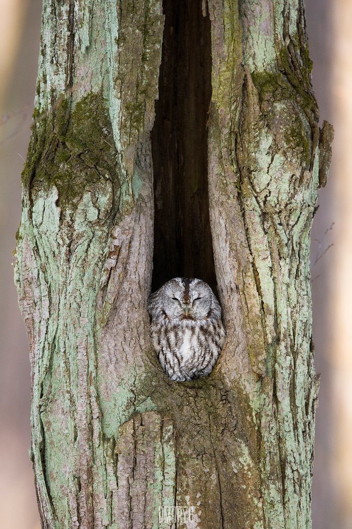 Серая неясыть