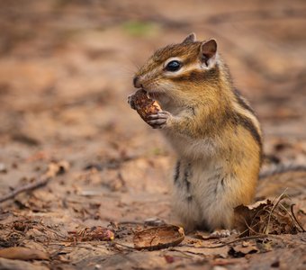 Вкусный жёлудь